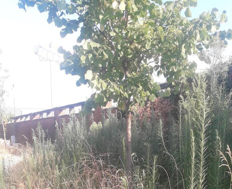 “Cancellata” da erbacce e sporcizia l’area verde pubblica di via Dorsale 