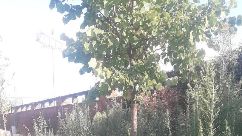 “Cancellata” da erbacce e sporcizia l’area verde pubblica di via Dorsale