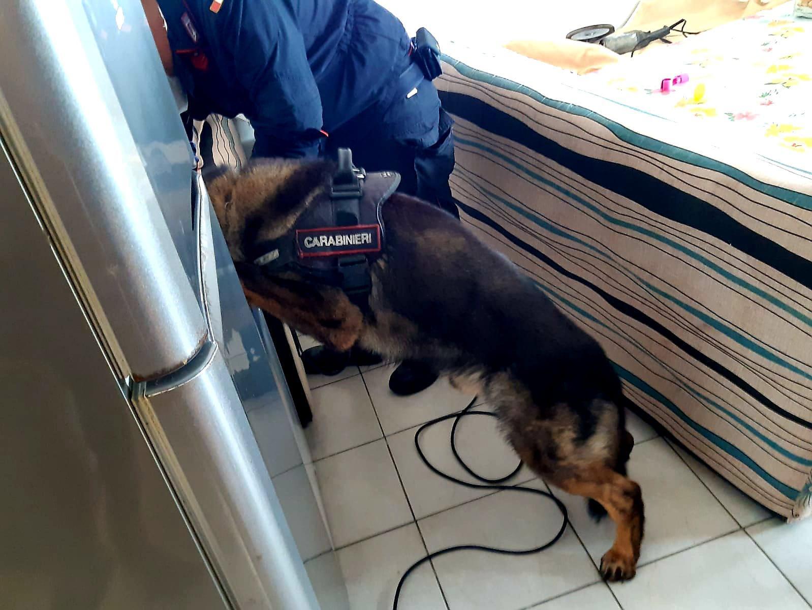 Il cane Lion arriva da Pisa e scova due panetti di hashish in un appartamento