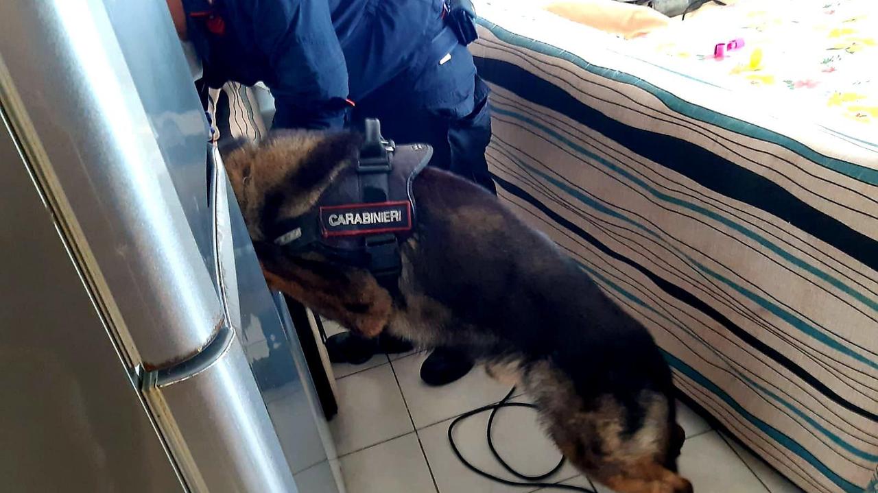 Il cane Lion arriva da Pisa e scova due panetti di hashish in un appartamento