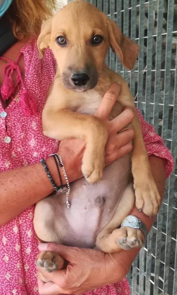Uno degli otto cagnolini della cucciolata abbandonata