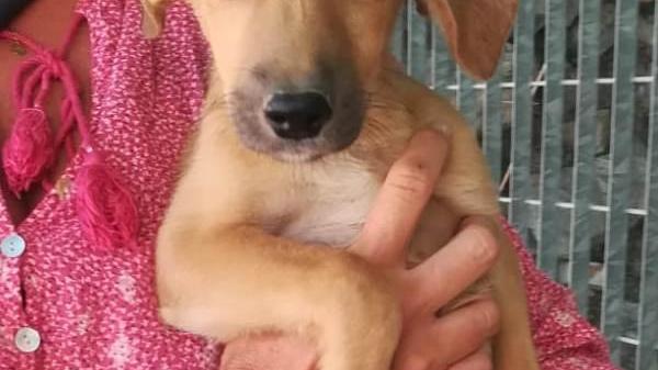 Uno degli otto cagnolini della cucciolata abbandonata
