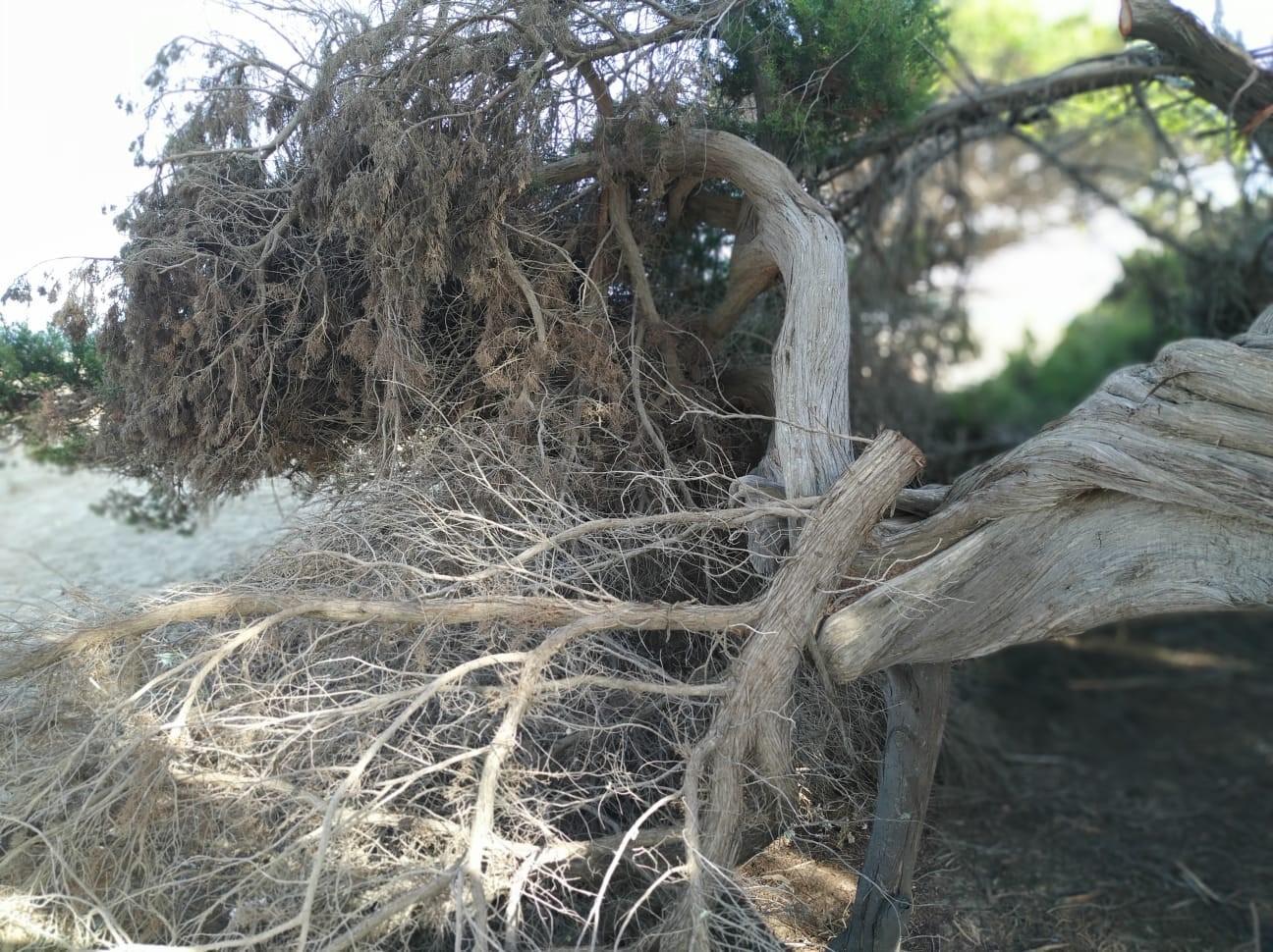 Muravera, ginepro secolare vandalizzato per fare una capanna di rami