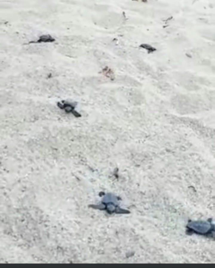 Villasimius, schiusa di uova di caretta caretta in spiaggia a Cala Caterina 