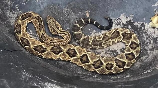 Il crotalo trovato a novembre