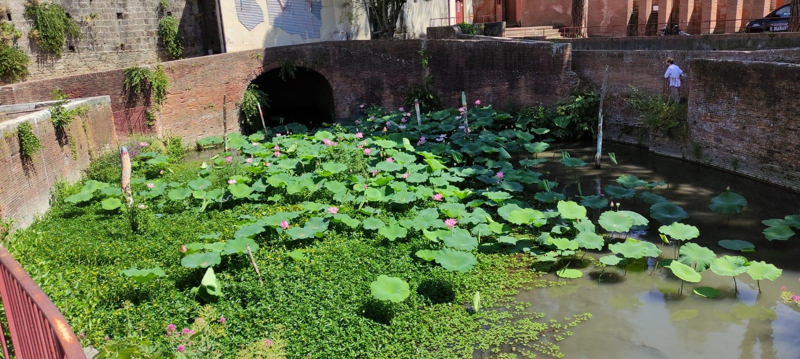 La superficie del piccolo stagno ricoperta da un tappeto di fiori nati spontaneamente