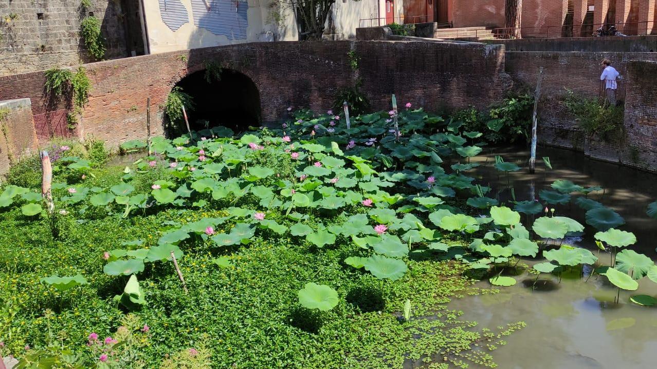 La superficie del piccolo stagno ricoperta da un tappeto di fiori nati spontaneamente