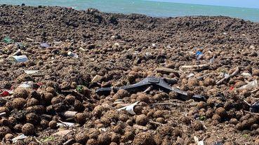 Rimossa la montagna di lavarone sulla spiaggia Adesso va smaltito