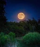 Sabato al chiaro di luna Magica serata nel bosco