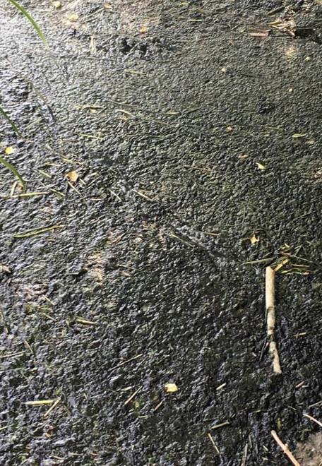 Altra melma nel canale E un uccello morto