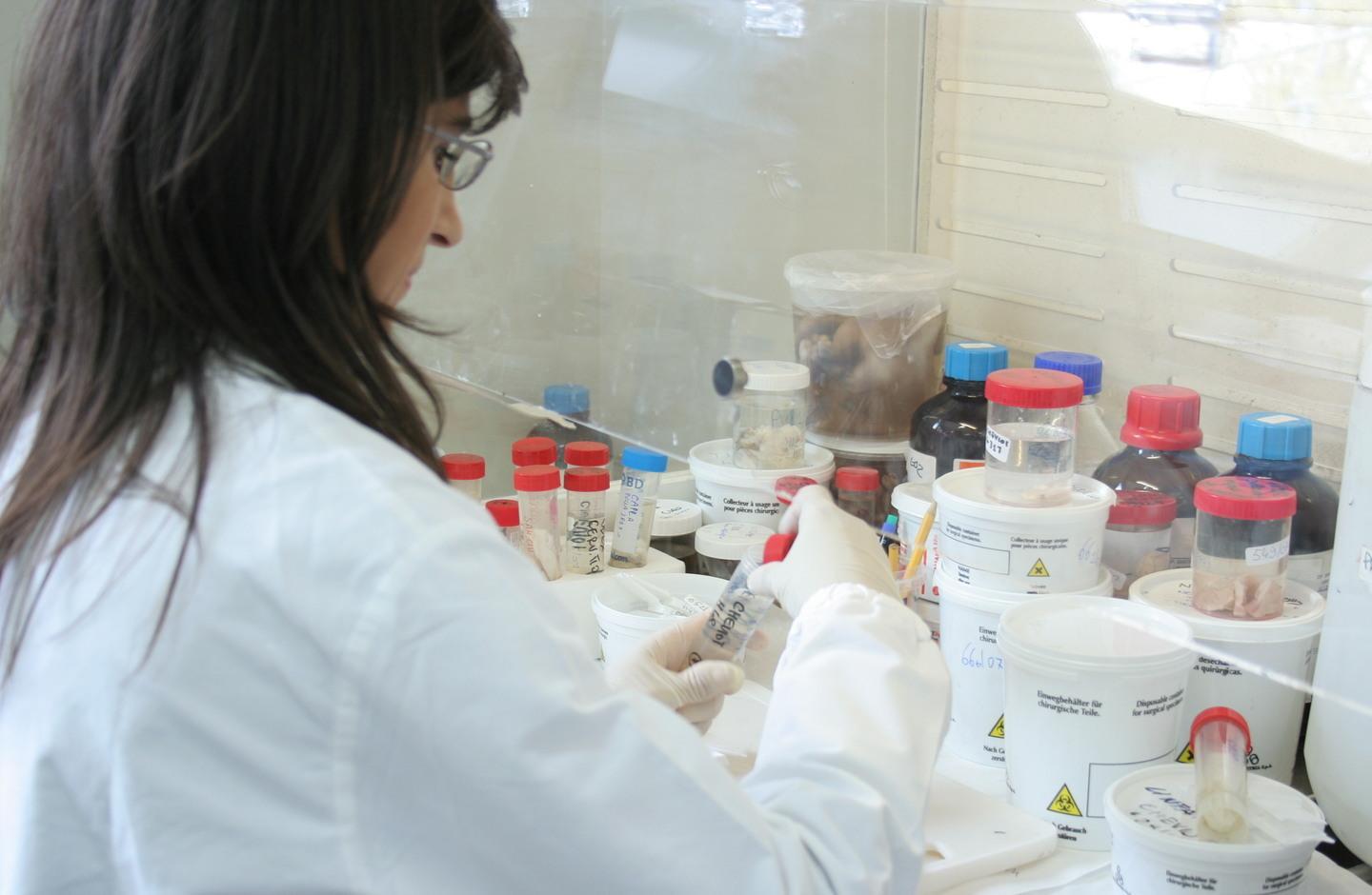 Torna l’incubo Lingua blu Colpiti due allevamenti 