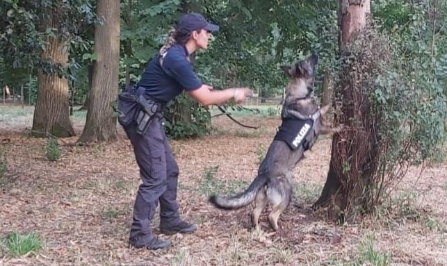 Il fiuto del cane Evviva porta al sequestro di 36 grammi di cocaina