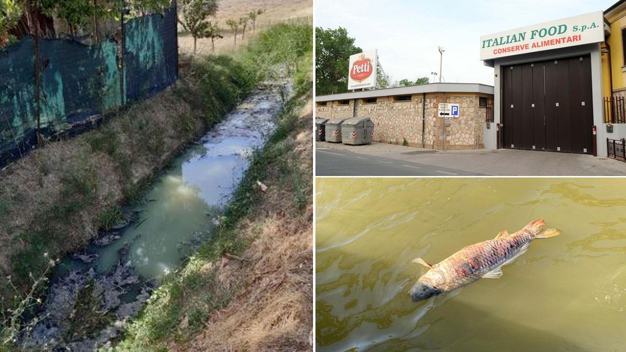 Nella foto grande il fosso ricettore dello scarico. A destra in alto l'ingresso dell'Italian Food e sotto un pesce morto (foto Pabar)