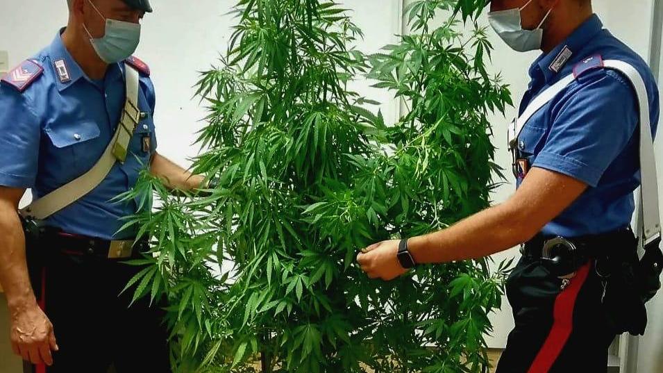 Le piante di marijuana scoperte dai carabinieri