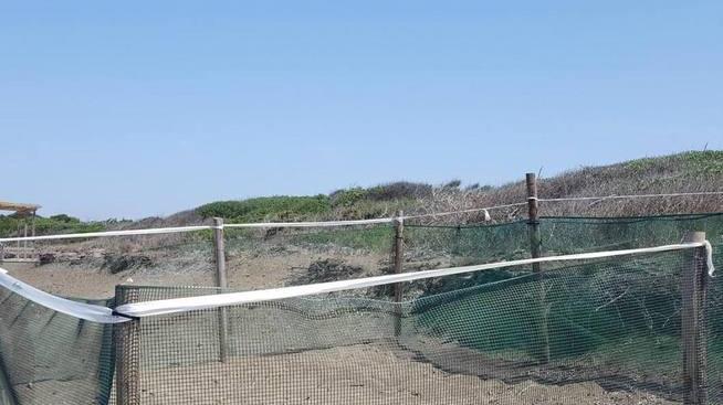 Due nidi di tartaruga Servono volontari per il monitoraggio
