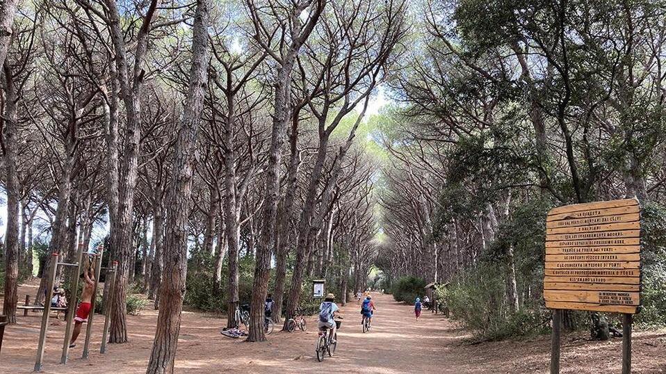 Un turista incontra il lupo «Magro e spaventatissimo»
