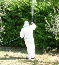 West Nile e zanzara tigre I compiti di Comune e cittadini