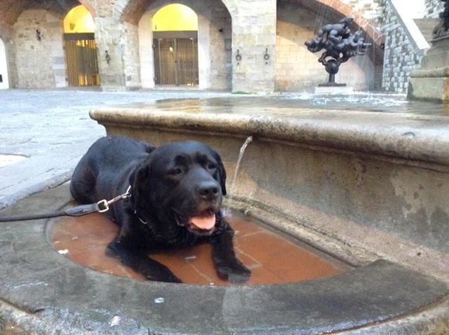 Un cane si rinfresca nella fontana del Bacchino (foto d'archivio)