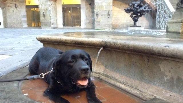 Un cane si rinfresca nella fontana del Bacchino (foto d'archivio)