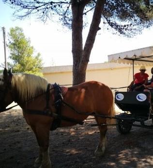 La protesta degli animalisti «Stop alle visite a cavallo»