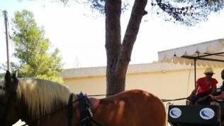 La protesta degli animalisti «Stop alle visite a cavallo»
