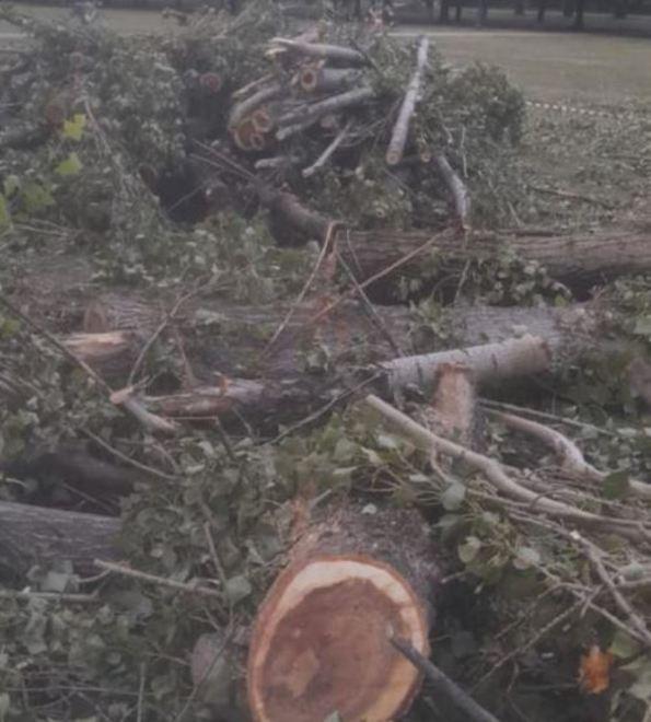 «Alberi abbattuti al Ducale solo perchè in grave degrado» 
