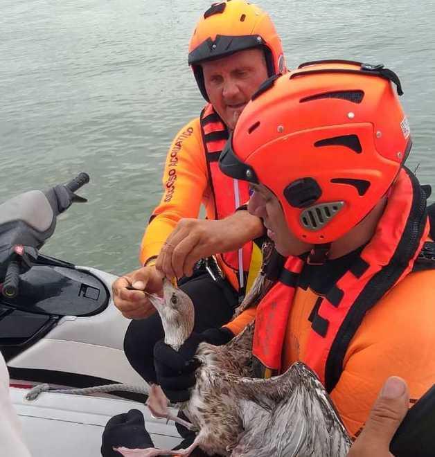 Gabbiano nella lenza Salvato dai pompieri
