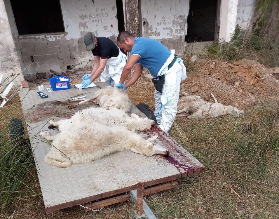 Lingua blu interventi immediati 