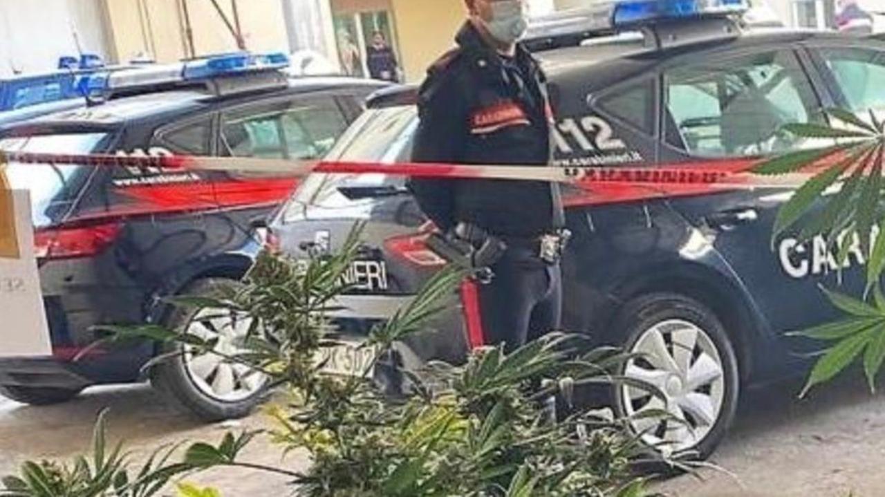 Marijuana illegale nascosta tra le piante di cannabis light