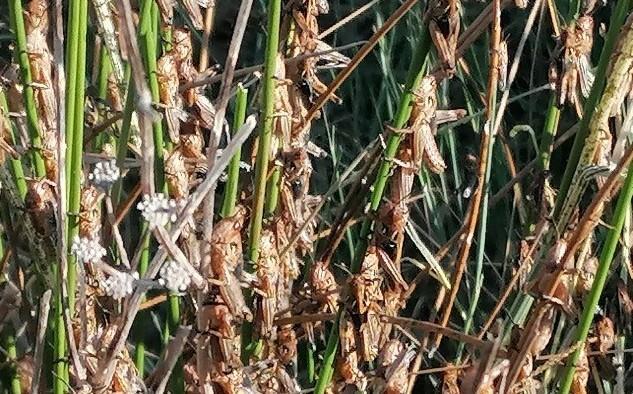 Parte il censimento danni lasciati dalle cavallette 