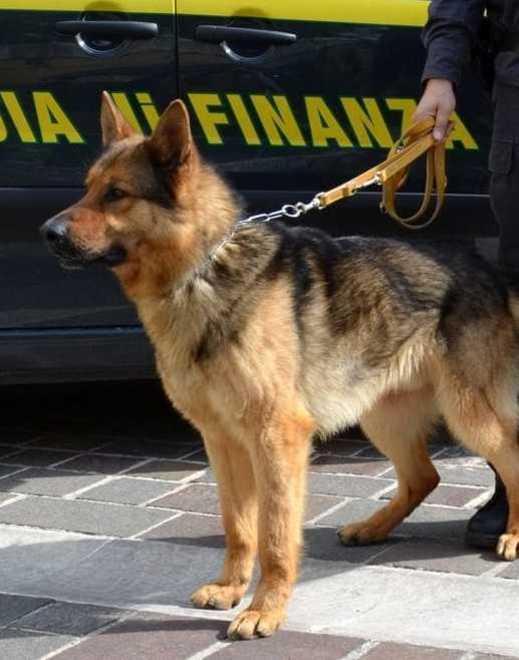 Delphy e Frazy fiutano hashish e cocaina: sedici denunciati 