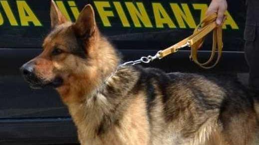 Delphy e Frazy fiutano hashish e cocaina: sedici denunciati