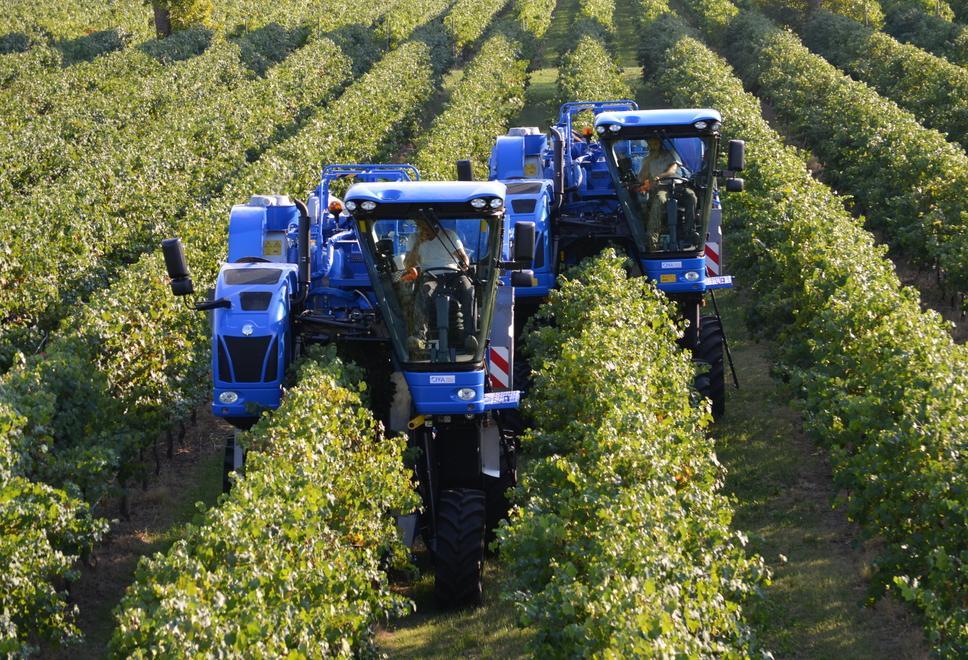 Modena, vendemmia sotto stress per siccità: quantità ridotte 