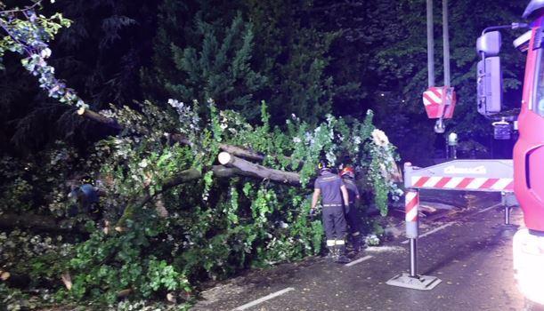 Acquazzone, alberi caduti e interventi dei vigili del fuoco