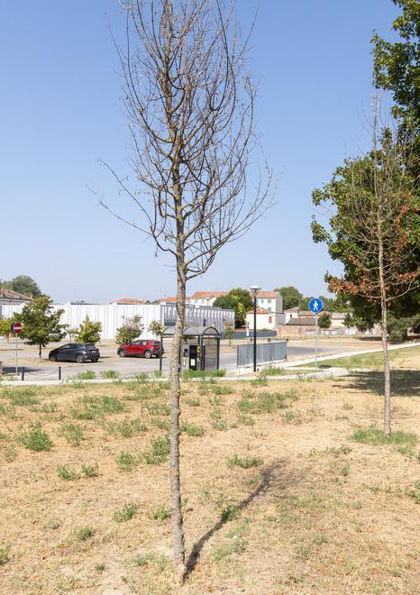 Il grande caldo ha rinsecchito gli alberi, morìa di piante per mancanza d’acqua 