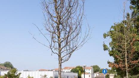 Il grande caldo ha rinsecchito gli alberi, morìa di piante per mancanza d’acqua