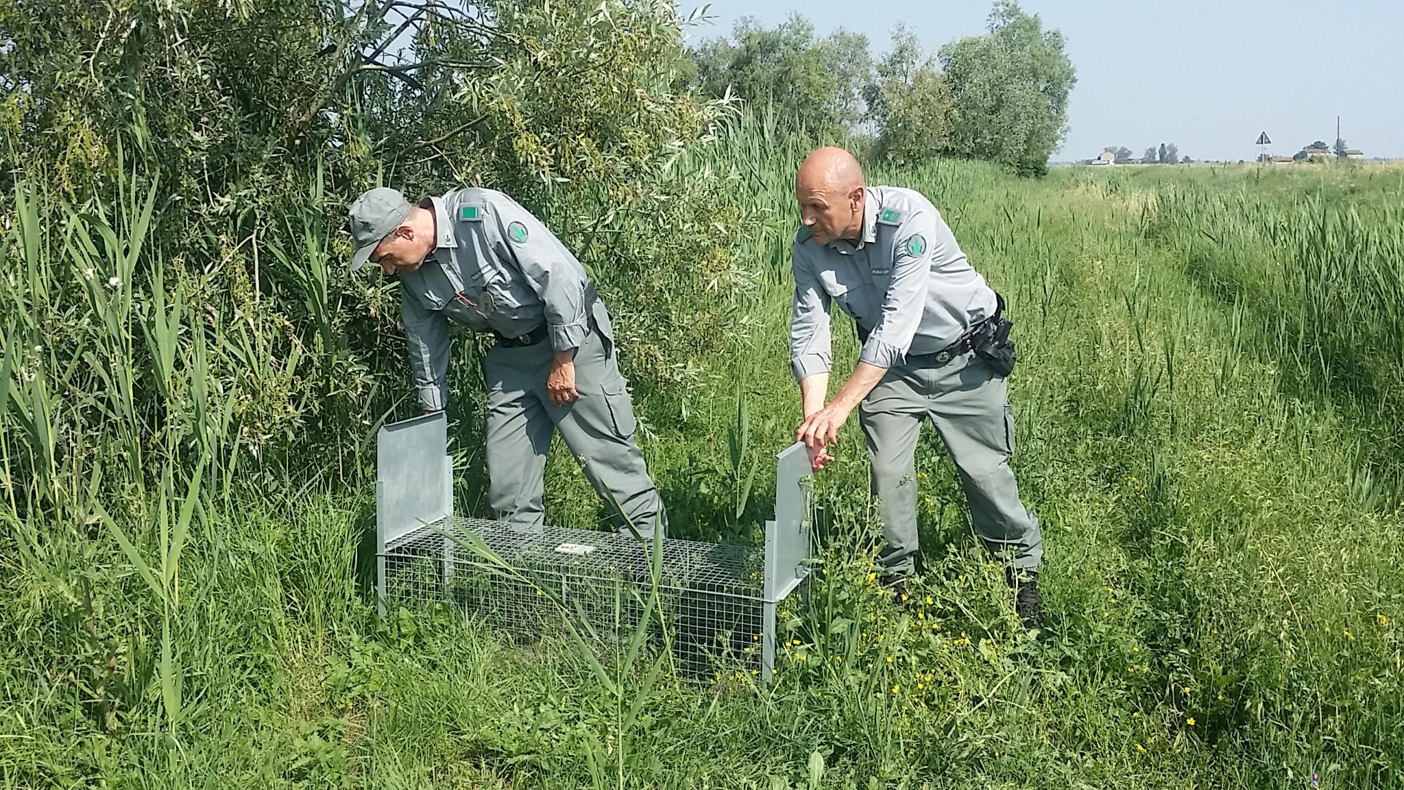 Danni alle gabbie per la catture delle nutrie. Sei denunciati nel Modenese
