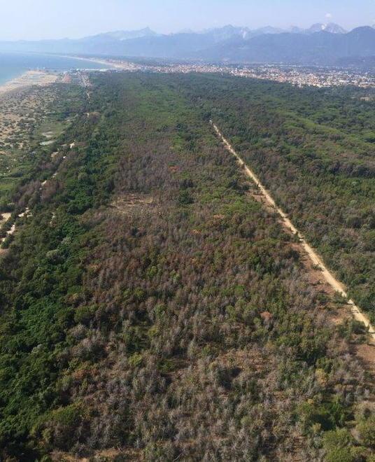 Duemila piante da censire e verificare in tutto il comune di Viareggio