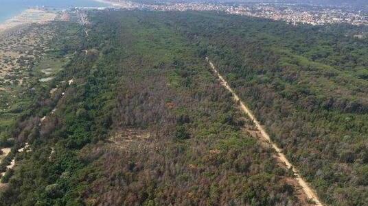 Duemila piante da censire e verificare in tutto il comune di Viareggio