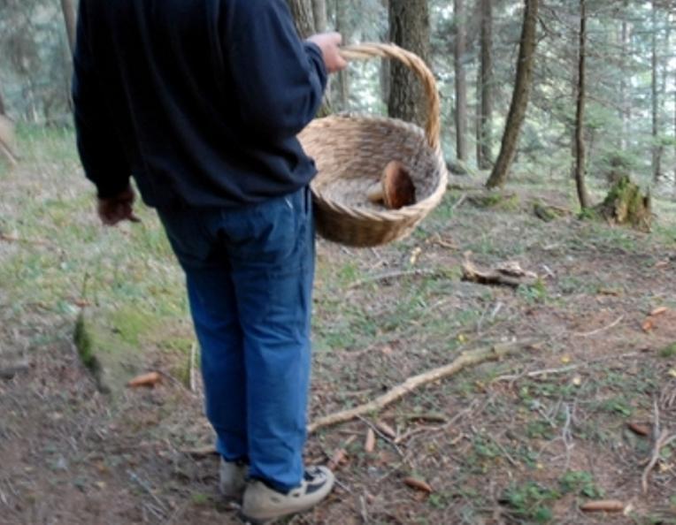 Funghi, vietata la raccolta due giorni alla settimana nei comuni montani 