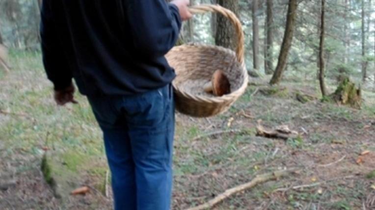 Funghi, vietata la raccolta due giorni alla settimana nei comuni montani
