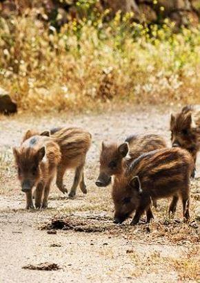 Il Grig: «Stop all’attività venatoria» Intanto i cacciatori salvano animali