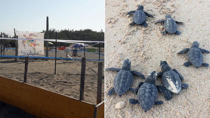 Il nido di tartaruga marina segnalato e messo in sicurezza sulla spiaggia di Marina di Bibbona, e piccoli di Caretta Caretta dopo la schiusa delle uova in una foto di repertorio