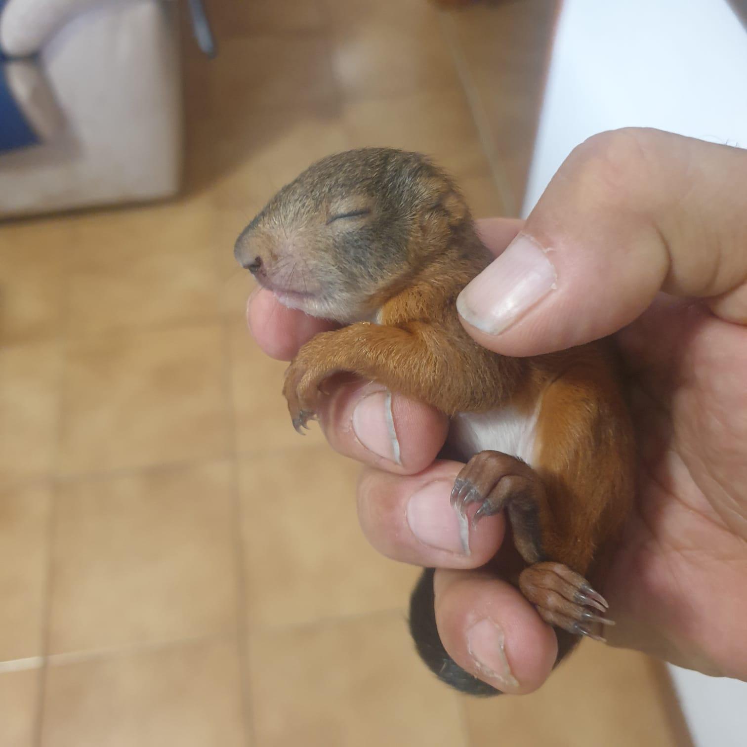 Il cucciolo di scoiattolo