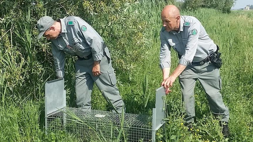 Danni alle trappole per nutrie e animali Almeno sei blitz