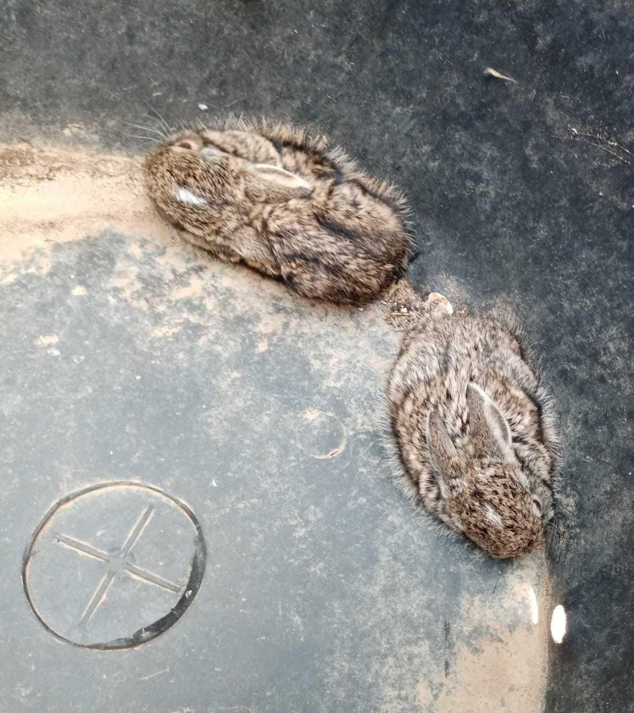 Cuglieri, i cacciatori soccorrono gli animali isolati dai roghi 