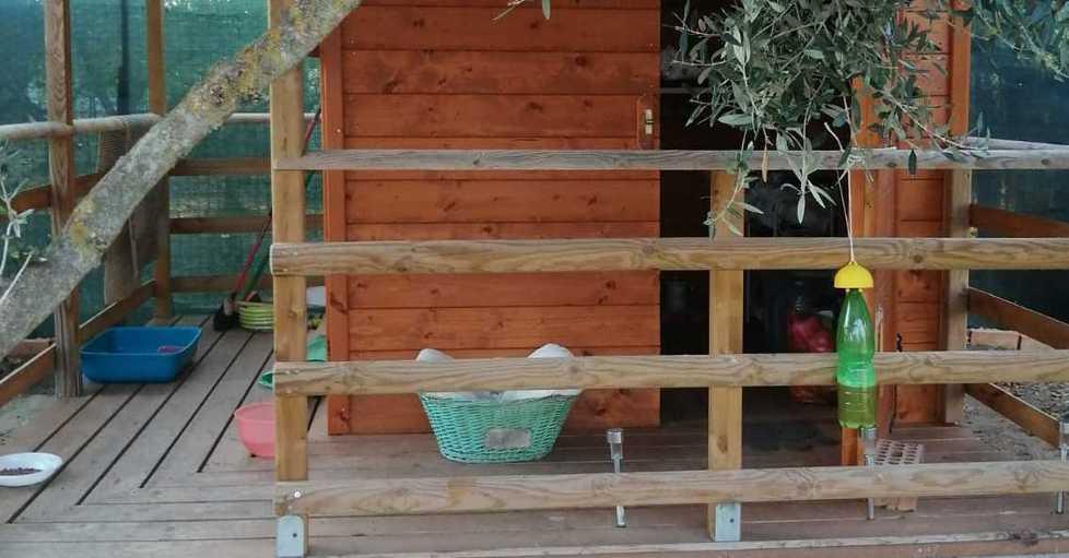 I gatti “della chiesa” trovano una nuova casa in campagna 