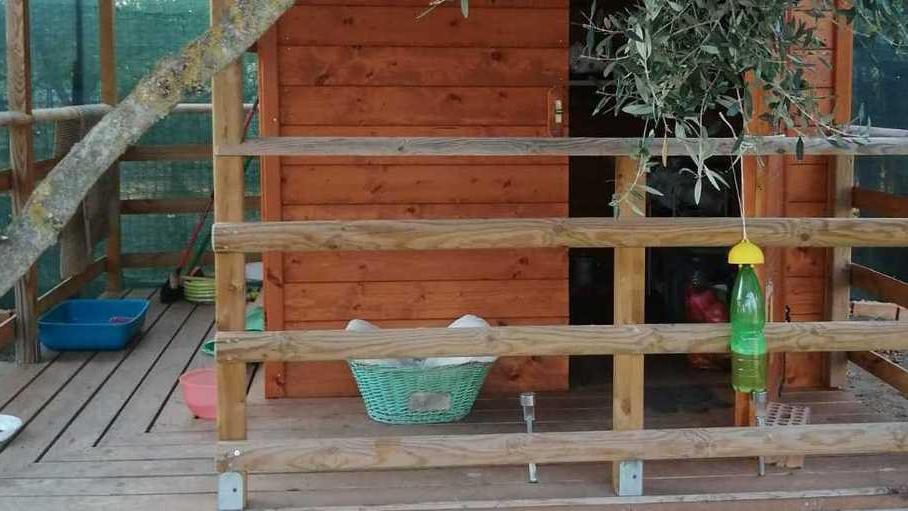 I gatti “della chiesa” trovano una nuova casa in campagna