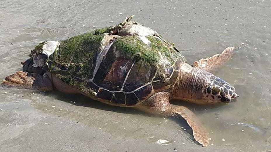 Soccorsi a tartaruga ferita