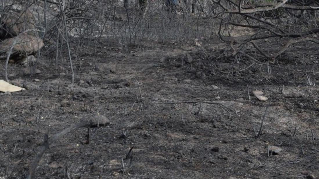 Tante carcasse di animali nelle aree colpite dal fuoco 